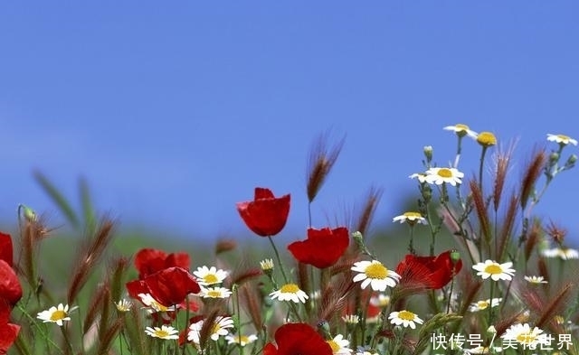 生肖鼠|9月下旬,财运顶呱呱,放手一搏收获多,所想皆如愿的4大属相