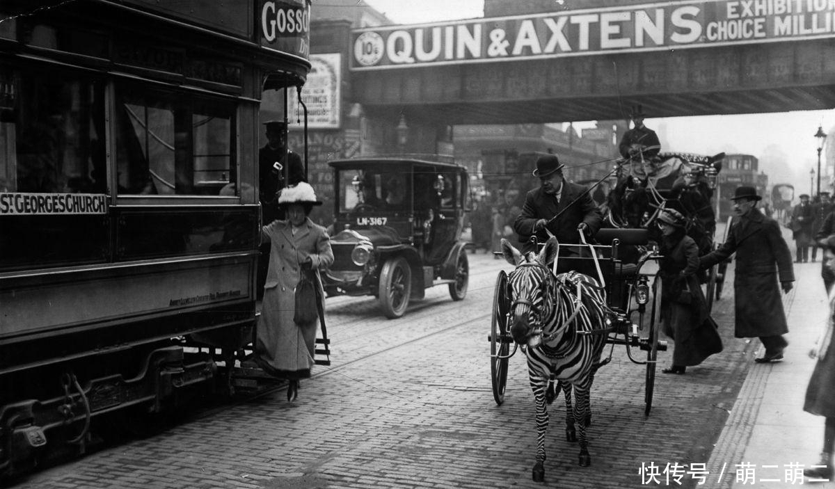 罗斯柴尔德|世界上多少烈马被驯服, 但斑马为什么难以驯化?