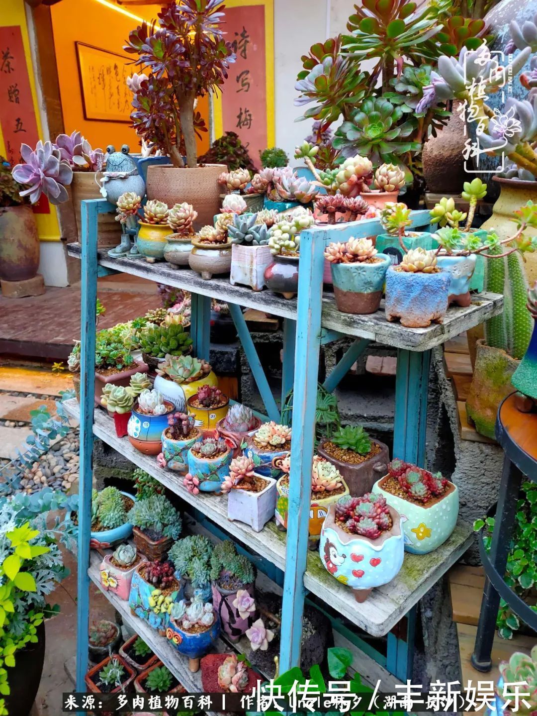  泡一壶|多肉庭院慢生活种一片多肉，喝一杯果酒，泡一壶清茶！