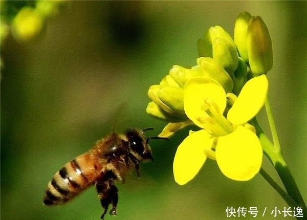 蚂蚁|这种蚂蚁很贪吃，自己喝蜜水把肚子吃成球，被当地人当零食生吃