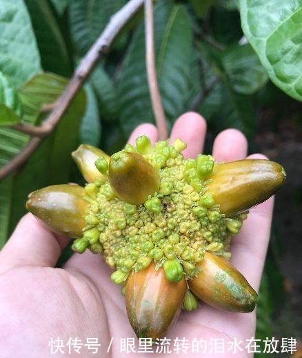 哪种|水果界的“李佳琦”,吃遍3000多种水果,哪种最好吃