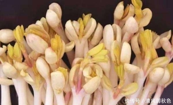  营养|花生能发芽吗？它营养丰富，味道鲜美，但不容易买到。