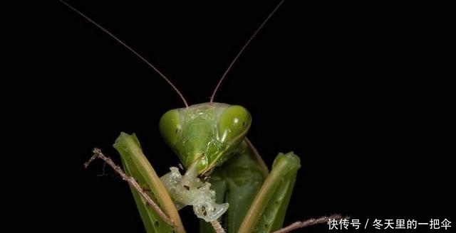 交配|为何螳螂交配“母的要吃掉公的”? 不是为了下一代, 我们都被骗了
