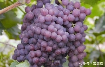 腹泻|秋天爱吃葡萄的要注意,虽然好处多多,但有几类人不能吃