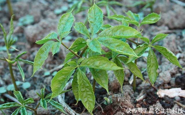  死苗|人参根腐病用什么药效果好？枯黄萎病能治好吗？人参黄叶死苗怎样防治？