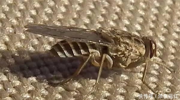 惊讶|盘点19个杀人最多的动物排行榜, 第一位令人惊讶!