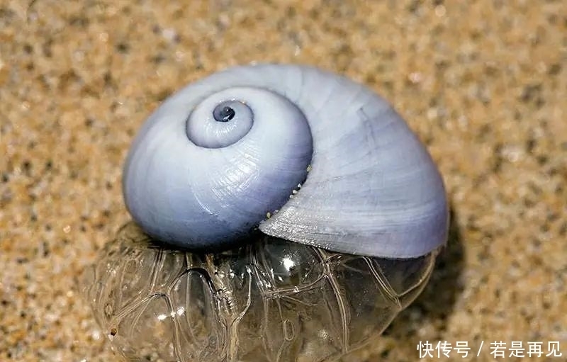 海洋|32亿像素照片出炉；“三体”星系被发现；牛仔裤污染地球