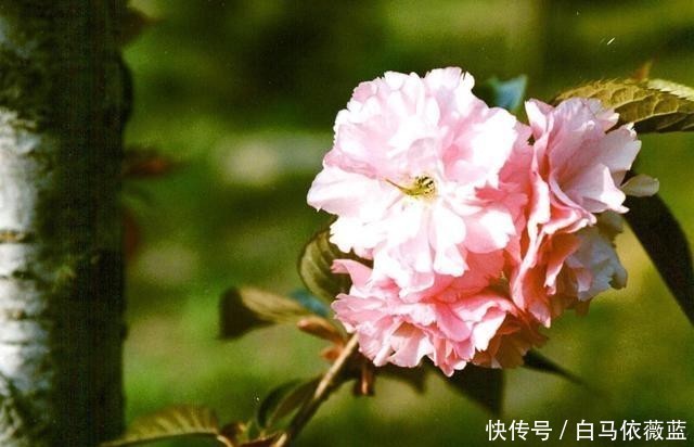 冷弃幽芳|不因秋冷弃幽芳。请欣赏七绝.咏秋兰