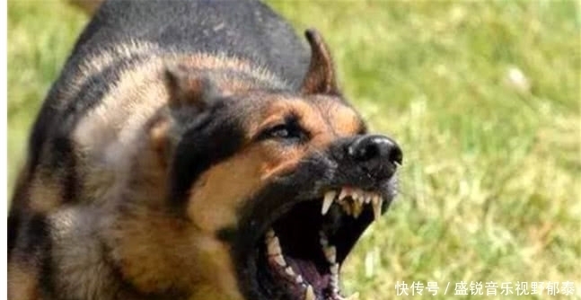  记住|俗语说：“喂狗别喂饱”，它的下半句才是精华、老实人要记住了