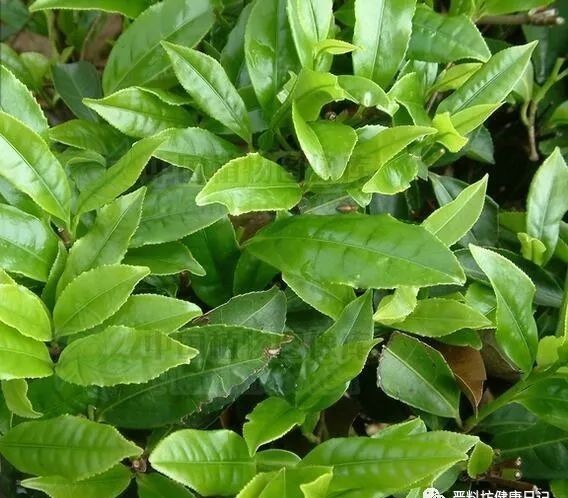 著名|今天来聊聊世界三大著名茶饮中的“茶”和“咖啡”!