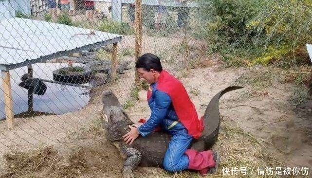 直呼|男子为取鳄鱼蛋扮超人壮胆, 网友直呼“超人VS怪兽”