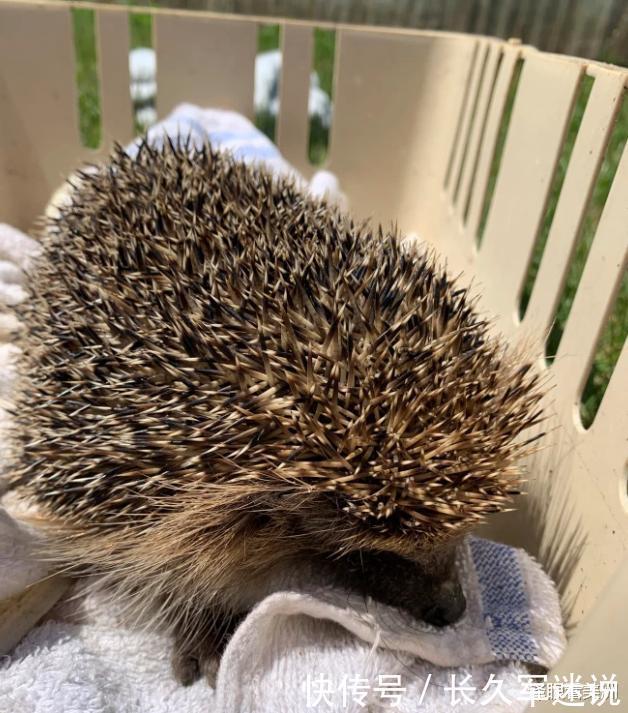  深夜|英国3岁女童深夜熟睡时被刺猬袭击，紧咬脚趾不放，吓坏了母亲