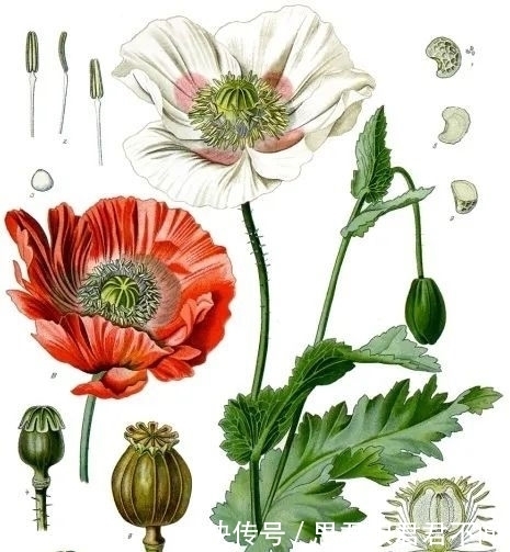 华北地区|放弃幻想，保持警惕：丁戊奇荒中山西的惨状，对我们有哪些启示？