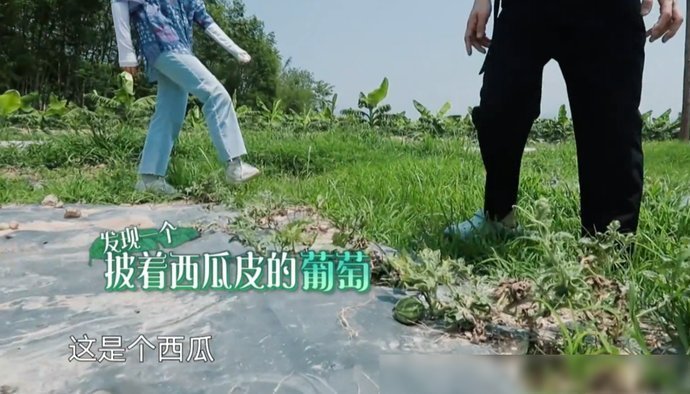 节目|《向往4》西瓜地终于长出西瓜,何炅扒开一看,穿帮镜头后期忘记了打码