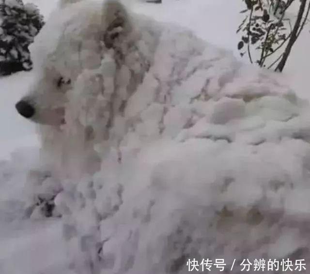  哈士奇|主人被萨摩耶气到，下雪天把它关在门外后，它的反应让主人崩溃了