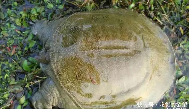 硬菜|全吃过的是牛人，这些农村河里的野味胜过餐厅的硬菜，你吃过么