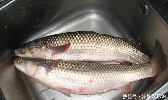 海鲜|海鲜大全, 你能认出多少