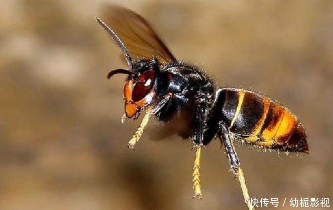 恐怖|又入侵6只,美国再现入侵大毒蜂,它的毒到底多“恐怖”?