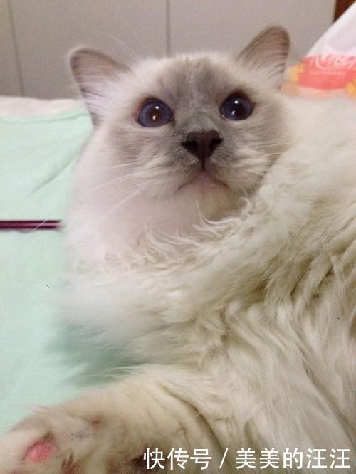 伯曼|猫咪品种大全介绍——伯曼猫，缅甸寺庙里的护殿神猫