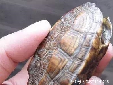 乌龟|文玩人“盘”活乌龟,还能“挂瓷”你能接受吗?