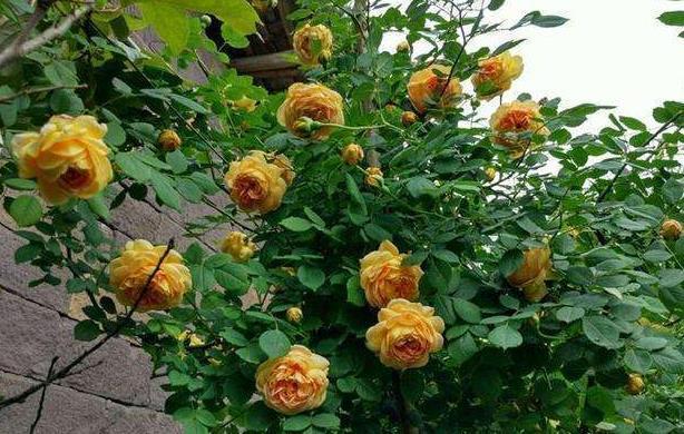 房前|古人为何说:“房前不栽树,屋后不种花”到底有何深意?