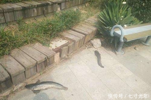 杀生|路遇尴尬一幕：如此放生与杀生有何区别？