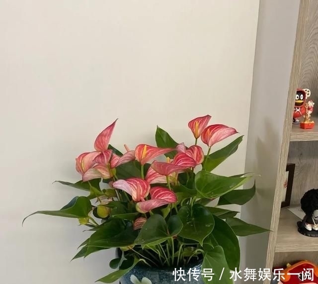  很快|红掌只长叶子，多注意这个细节，很快就可以花红叶绿，热烈喜庆