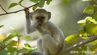 生肖猴|金猴人：最近半年必有“一喜”，财字当头，时来运转，都是天意！