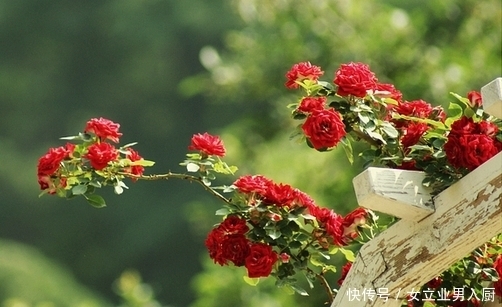 日子|9月下旬,事业运大旺,4属相春风得意,日子越过越幸福美满