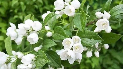 种花|喜欢养花，就养这4种花，漂亮好养花期长，用来净化空气最适合