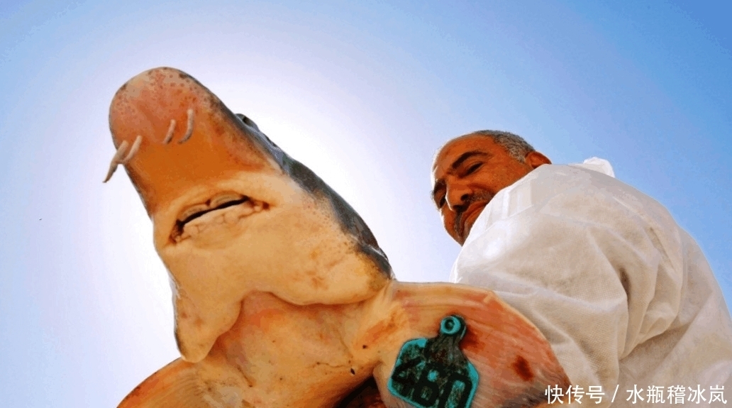 生产|富豪们最爱的食物之一, 价格昂贵, 生产过程却相当残忍