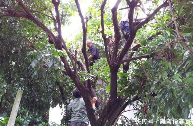  爬树|六旬老人偷爬树采杨梅坠亡，家属向景区索赔60万：树太容易爬