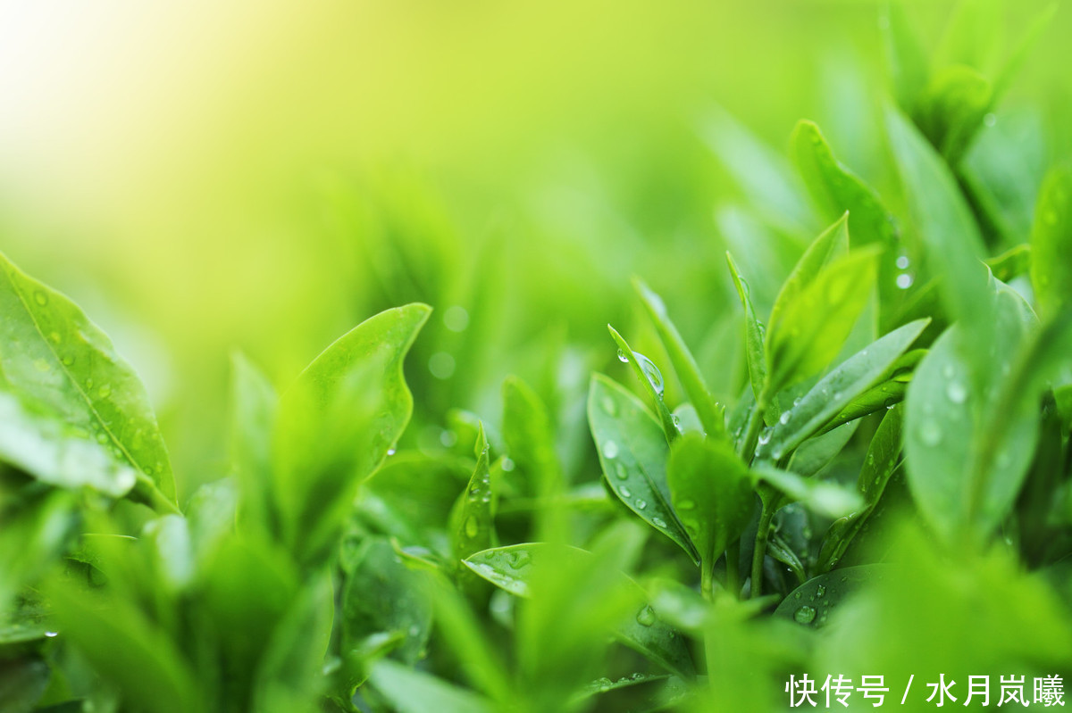 素心|散文:素心如简,人淡如茶