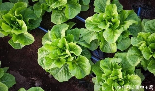  在家|在家种个菜都这么美，还要什么花园？