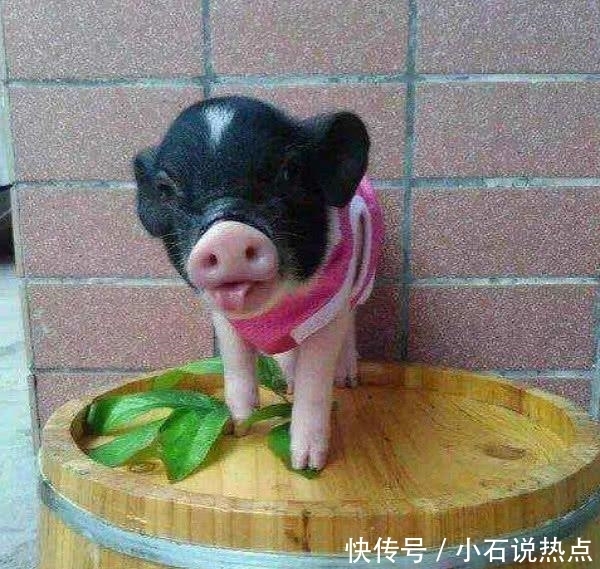 卖家|男子网购宠物小香猪烤了吃肉,还将照片发给卖家,卖家的回复亮了