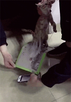 围住|搞笑GIF：带柴犬出门结果被一群妹子围住了