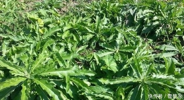  喂猪|农村常见的刺儿菜，过去农民用来喂猪，没想到它还有这些用处！