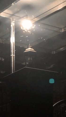  暴雨|头皮发麻！暴雨过后，多处出现小飞虫！