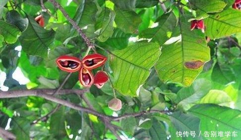 祭祀|此果南方才有,人称“树上花生”,过去没人吃,如今15元1斤