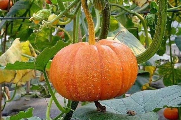  南瓜过敏|南瓜是我们常见的，以下两种人最好不要吃，赶紧来了解一下