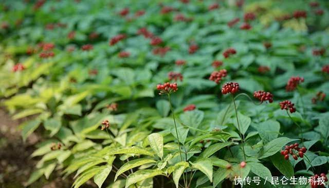  死苗|人参根腐病用什么药效果好？枯黄萎病能治好吗？人参黄叶死苗怎样防治？