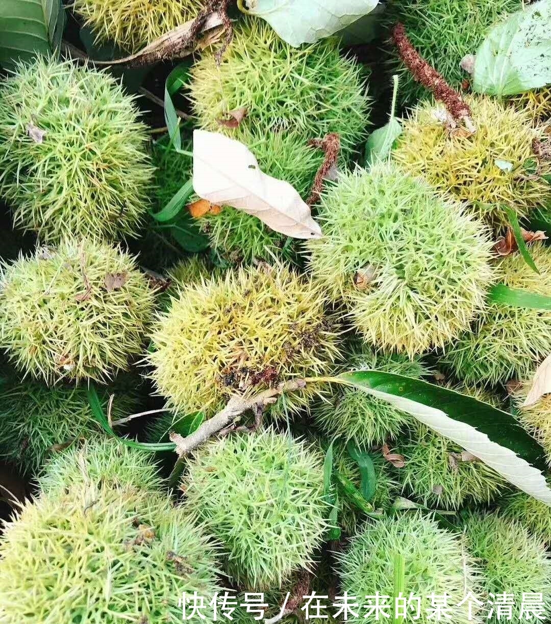 农户|季节性的农作物,农户抢着采收,拿着竹竿打,其实果子青最好吃