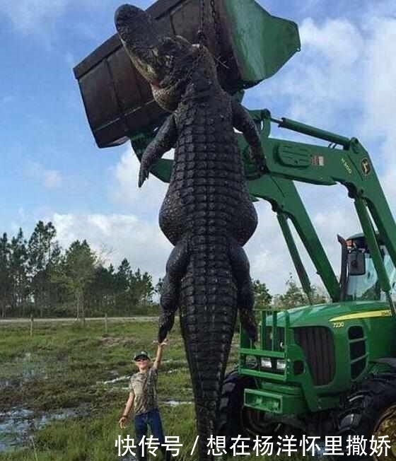 只大鳄鱼|男子养的牛被神秘生物吃掉,仔细探索后,被眼前的一幕吓到了