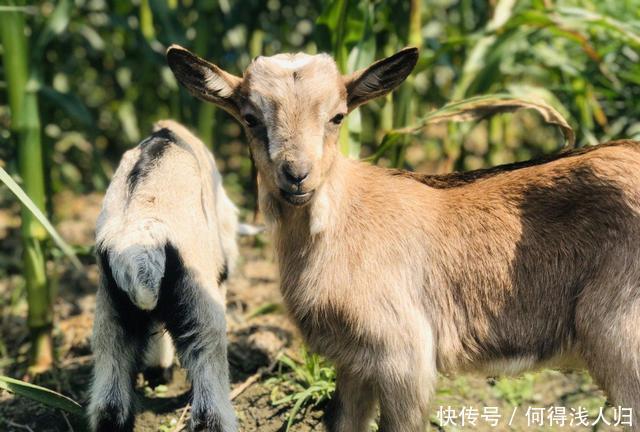 浓郁|想吃奶酪不用买,教你零厨艺做法,奶香浓郁零添加,全家人吃不够