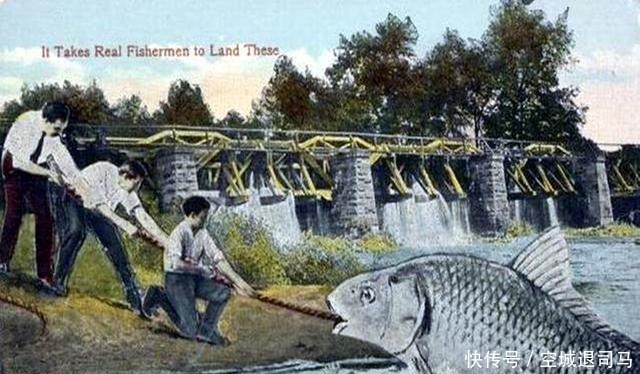  母鸡|原来美国历史上也发生过“大跃进”，母鸡可以拉车，兔子比熊还大