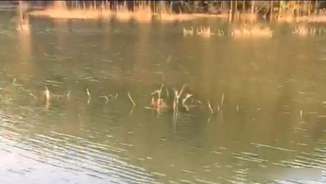 白糖|被大家忽略的一款饵,鲫鲤草鳊青通杀的一款饵,钓友都见过