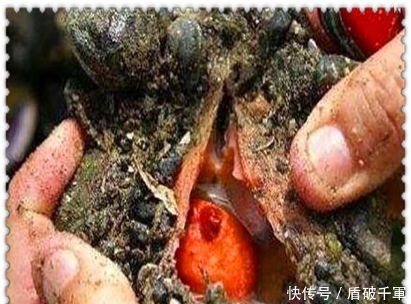  孩子|90后男子带孩子海边度假发现会流血的怪石 , 切开后, 恍然大悟