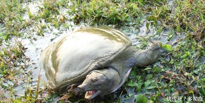  野鸡|俗语“上山甲鱼莫抓，下山野鸡不追”是啥道理？为何甲鱼要上山？