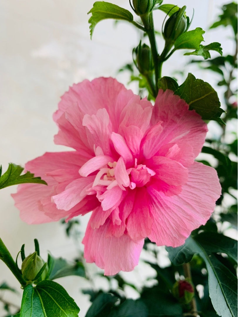 常见|农村常见的花,摘下来还能做菜吃,味道比鸡肉还鲜美