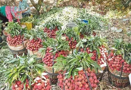 效仿|印度引进“中国特产”却成毒药效仿中国出口,受尽了侮辱